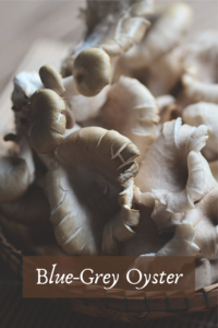 Organic Gourmet Mushroom Medley