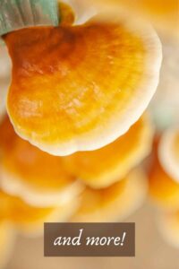 Organic Gourmet Mushroom Gift Card