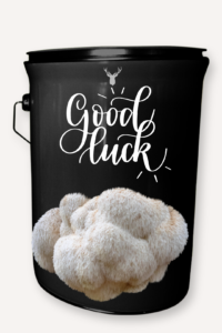 "Good Luck" Lion's Mane Mushroom Grow Kit - A Gift for New Beginnings