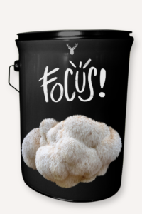 "Focus" Lion's Mane Mushroom Grow Kit - Sharpen Your Mind with Organic Excellence