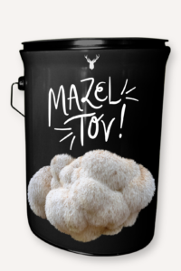 "Mazel Tov" Lion's Mane Mushroom Grow Kit - Celebrate with Organic Joy