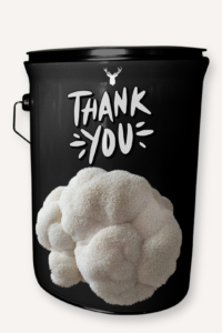 Gratitude Gift - "Thank You" Lion's Mane Mushroom Grow Kit - Show Gratitude with Organic Gourmet Mushrooms