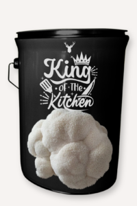 "King of the Kitchen" Lion's Mane Mushroom Grow Kit - Rule Any Culinary Domain with Organic Mushrooms