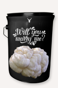  "Will You Marry Me" Lion's Mane Mushroom Grow Kit - A Unique Proposal with Organic Luxuries