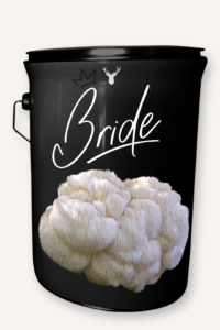  "Bride" Lion's Mane Mushroom Grow Kit - A Beautiful Gift for the Beautiful Bride