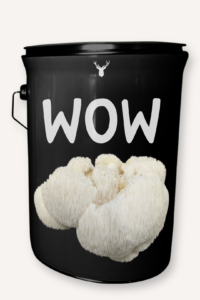  "Wow" Lion's Mane Mushroom Grow Kit - Awe-Inspiring Organic Mushrooms