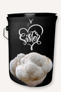 "Sister" Lion's Mane Mushroom Grow Kit - Celebrate Sisterhood with Organic Beauty