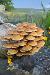 Mushroom Grow Kit from Organic Certified Farm