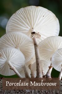 Organic Gourmet Mushroom Medley