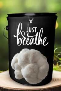  "Just Breathe" Lion's Mane Mushroom Grow Kit - Embrace Calm with Organic Serenity