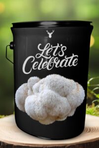 "Let's Celebrate" Lion's Mane Mushroom Grow Kit - Cultivate Organic Gourmet Delight