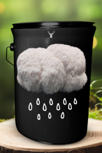 "Culinary Cloud" Lion's Mane Mushroom Grow Kit - Artistic Organic Culinary Experience