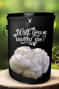  "Will You Marry Me" Lion's Mane Mushroom Grow Kit - A Unique Proposal with Organic Luxuries