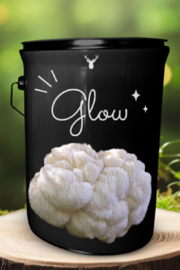 "Glow" Lion's Mane Mushroom Grow Kit - Radiate Beauty with Organic Splendour