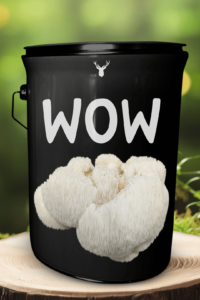  "Wow" Lion's Mane Mushroom Grow Kit - Awe-Inspiring Organic Mushrooms