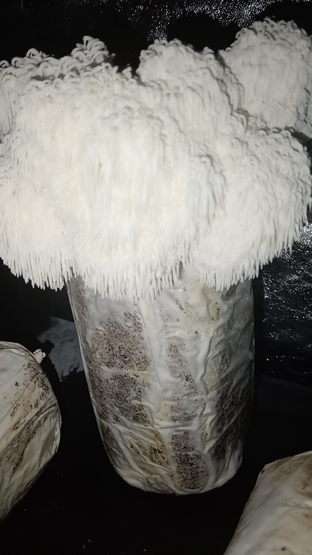 Closing Sale: Lion's Mane Fruiting Block