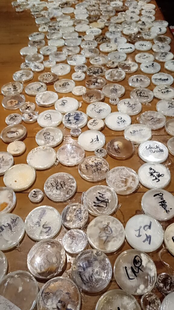 Close-Out Sale – Colonised Agar Plate Collection