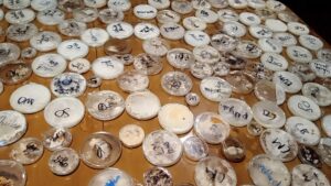 Close-Out Sale – Colonised Agar Plate Collection